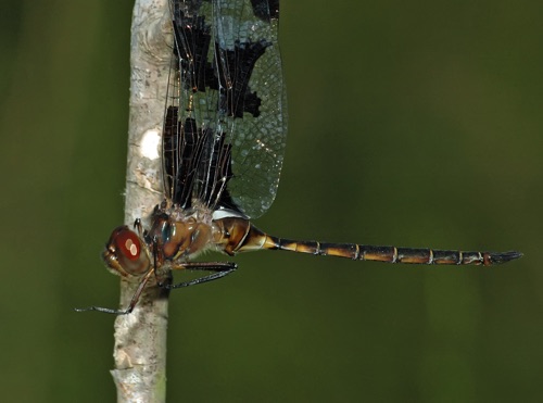 Male
2006_05_20_Wayne